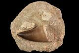 Mosasaur (Prognathodon) Tooth In Rock - Beautiful Tooth #91352-1